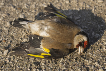 A dead goldfinch. Road wars are the death of a bird. Death by car. Bird killed on the road. 