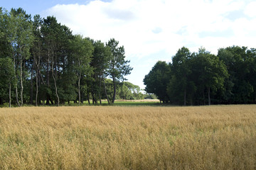 Laesoe / Denmark: Fields, meadows and coppices in Vesteroe