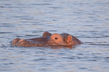 Fototapeta premium Rino