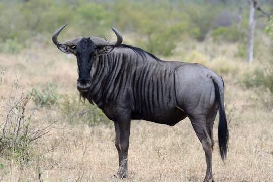 Fototapeta Gnu