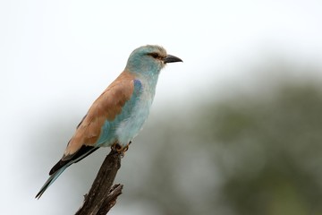 Bird of Africa © Arkadiusz