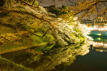 池に映る夜桜