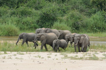 Słonie © Arkadiusz