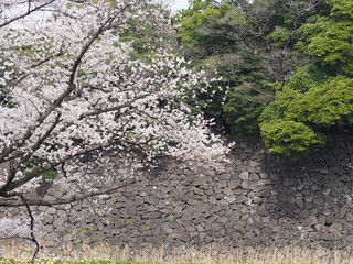 皇居　桜