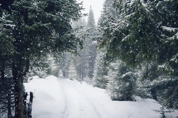 Trail in winter forest