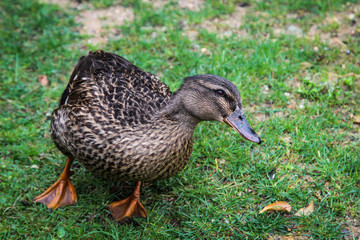 Stockenten, Ente im Park, Natur 