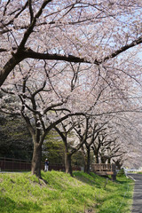 桜のある風景