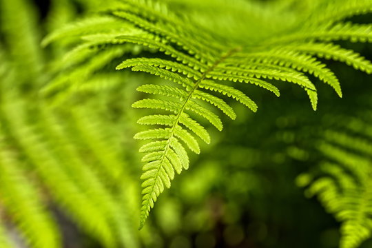 Matteuccia struthiopteris - an ostrich fern closeup with perfect leafage