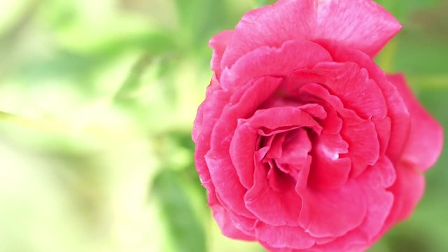 Rose Flower Or Garden Rose Or Pink Rose