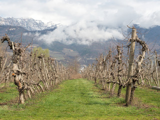 vineyard in trentino