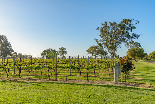 Vineyards At Coonawarra