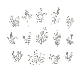 Vector Flowers Drawing