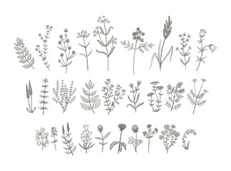 Vector Flowers Drawing