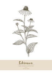 Echinacea illustration.