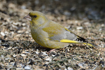 Kwiczoł © Arkadiusz