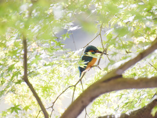 a kingfisher bird in fresh green / 新緑のモミジに隠れるカワセミ