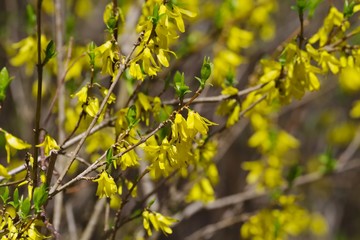 Forsythia (golden bell)
