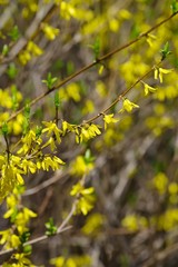 Forsythia (golden bell)
