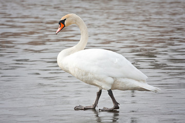 Łabędź na zamarzniętym jeziorze © Mariusz Stoszewski