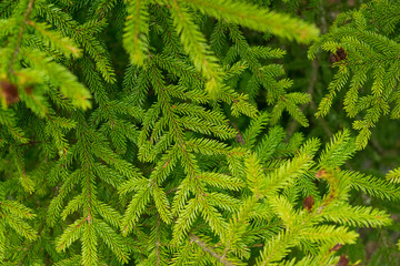 brightly green branches of a Christmas tree with a juicy needles background