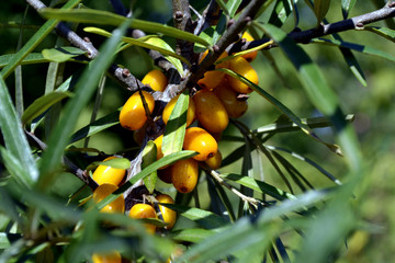 sea ​​buckthorn