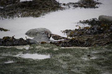 tournepierre à collier
