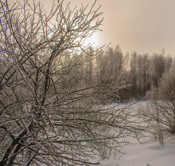 Winter forest covered with thick frost