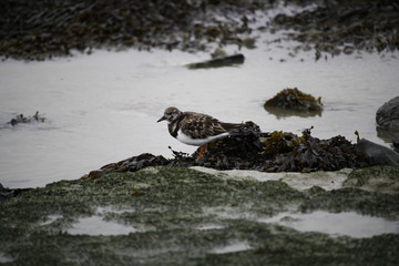 tournepierre &agrave; collier