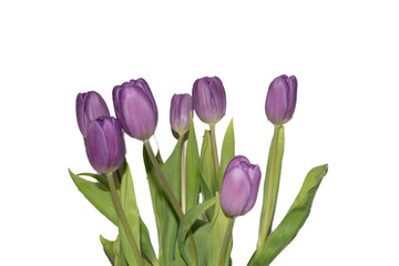 Tulpen isoliert auf weiss - Blumestrauß
