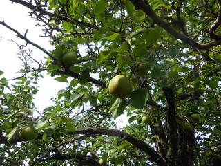 грушевое дерево с плодами в саду.