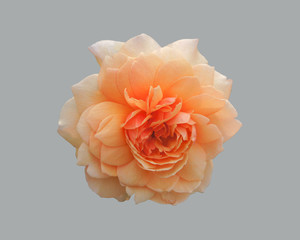 Orange rose flower.