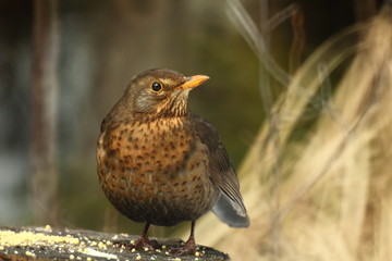 The female blackbird