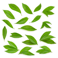 Peach leaves isolated on white background