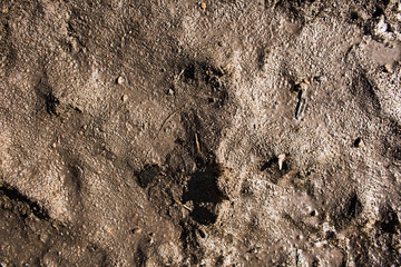 Texture of wet mud on top close