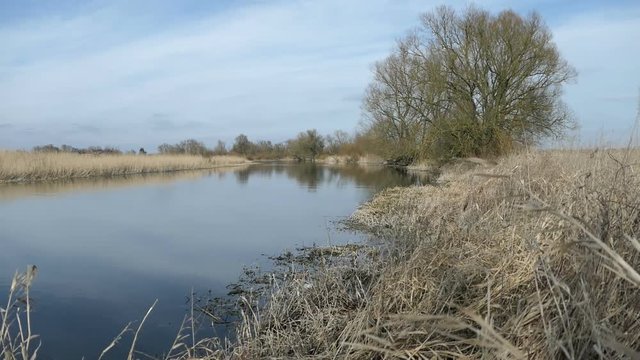 old havel river part in havelland (Germany). willow tree and dry reed