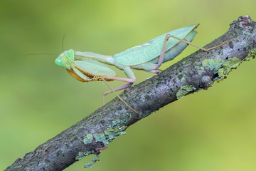 praying mantis - Sphodromantis sp.