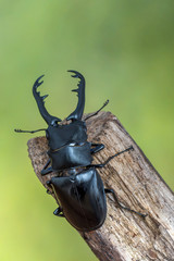 Giraffe Stag-Beetle - Prosopocoilus giraffa keisukei