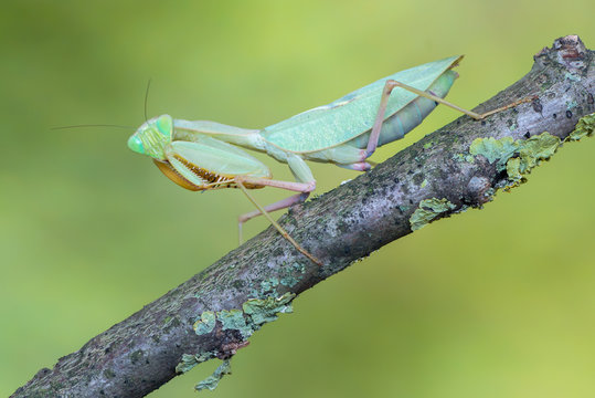 praying mantis - Sphodromantis sp.
