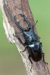 Giraffe Stag-Beetle - Prosopocoilus giraffa keisukei