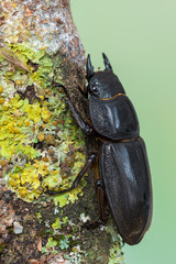 Giraffe Stag-Beetle - Prosopocoilus giraffa keisukei