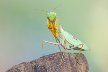 praying mantis - Sphodromantis sp.