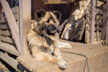 охранная собака лежит в ожидании
