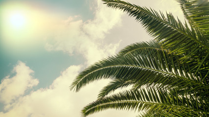 Fototapeta na wymiar Palmy w ciepłym kraju, wakacyjne podróże.