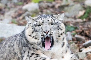Snow Leopard yawning