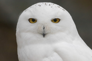 Snowy Owl Portrait