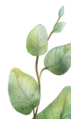 Watercolour green eucalyptus card on white background.
