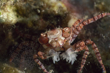 Pom-pom crab or boxer crab ( Lybia tesselata )