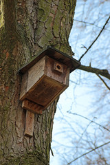 old wooden bird nest box on a large tree