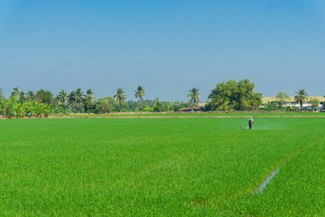 Rice field blue sky in rural plantation