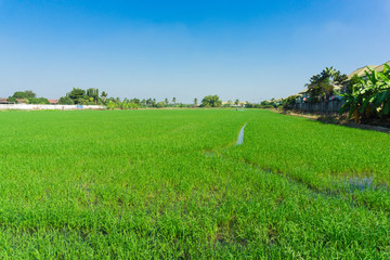Rice field blue sky in rural plantation